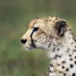Kenija in Tanzanija