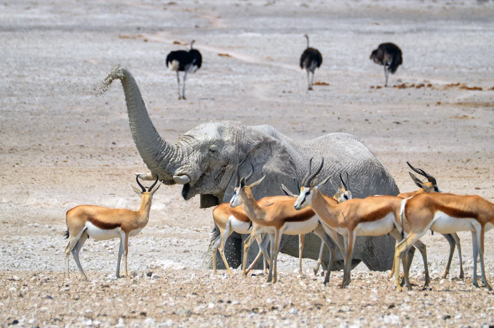 Nacionalni park Etosha