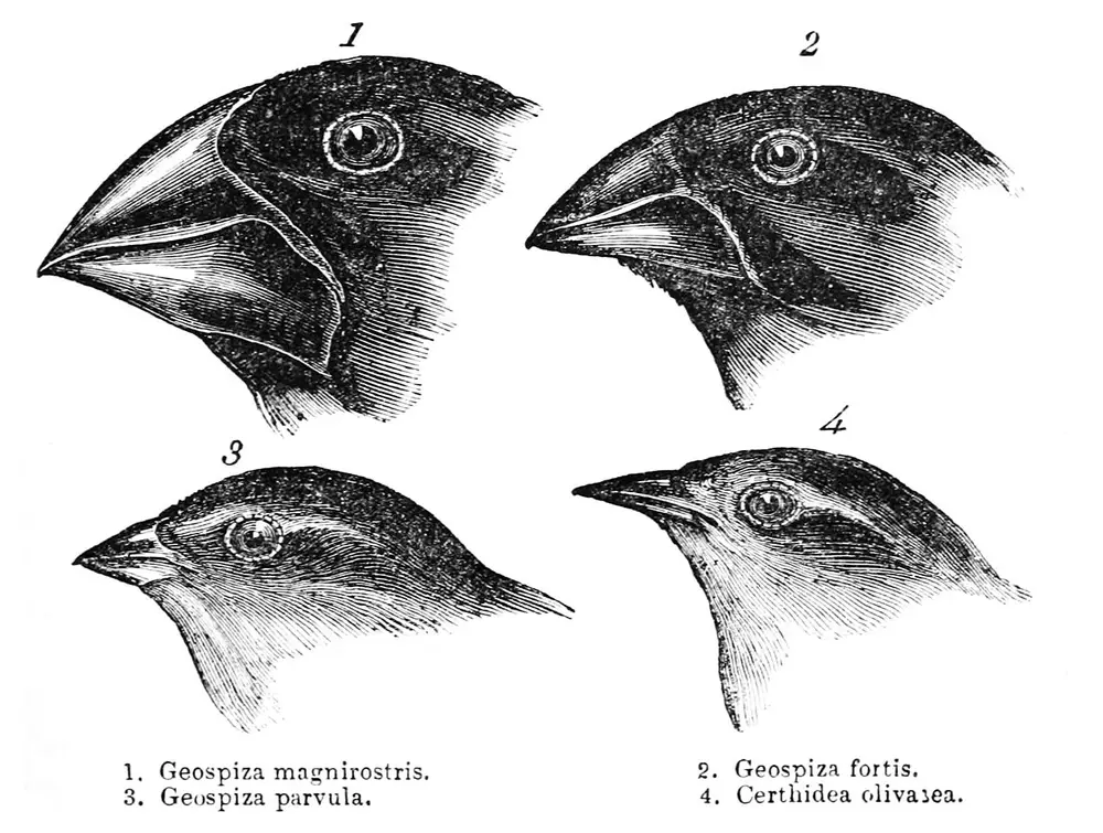 Skica ščinkavcev, ki jih je raziskoval Darwin