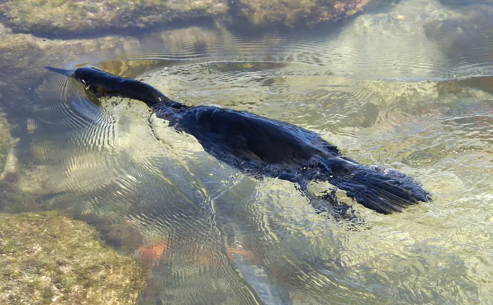 Neleteči kormoran iz Galapagosa plava v vodi