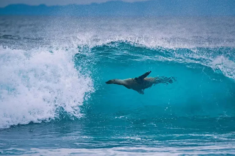 Morski lev v visokem valu, Galapaški otoki