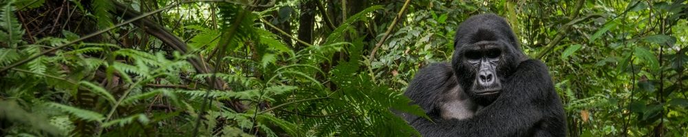 Mountain,Gorilla,(gorilla,Beringei,Beringei).,Bwindi,Impenetrable,Forest.,Uganda